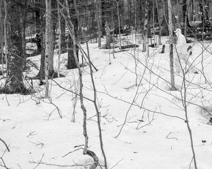 100% wool white-out tracker in the woods