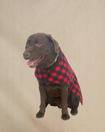 Dog wearing a red and black checkered coat on a beige background