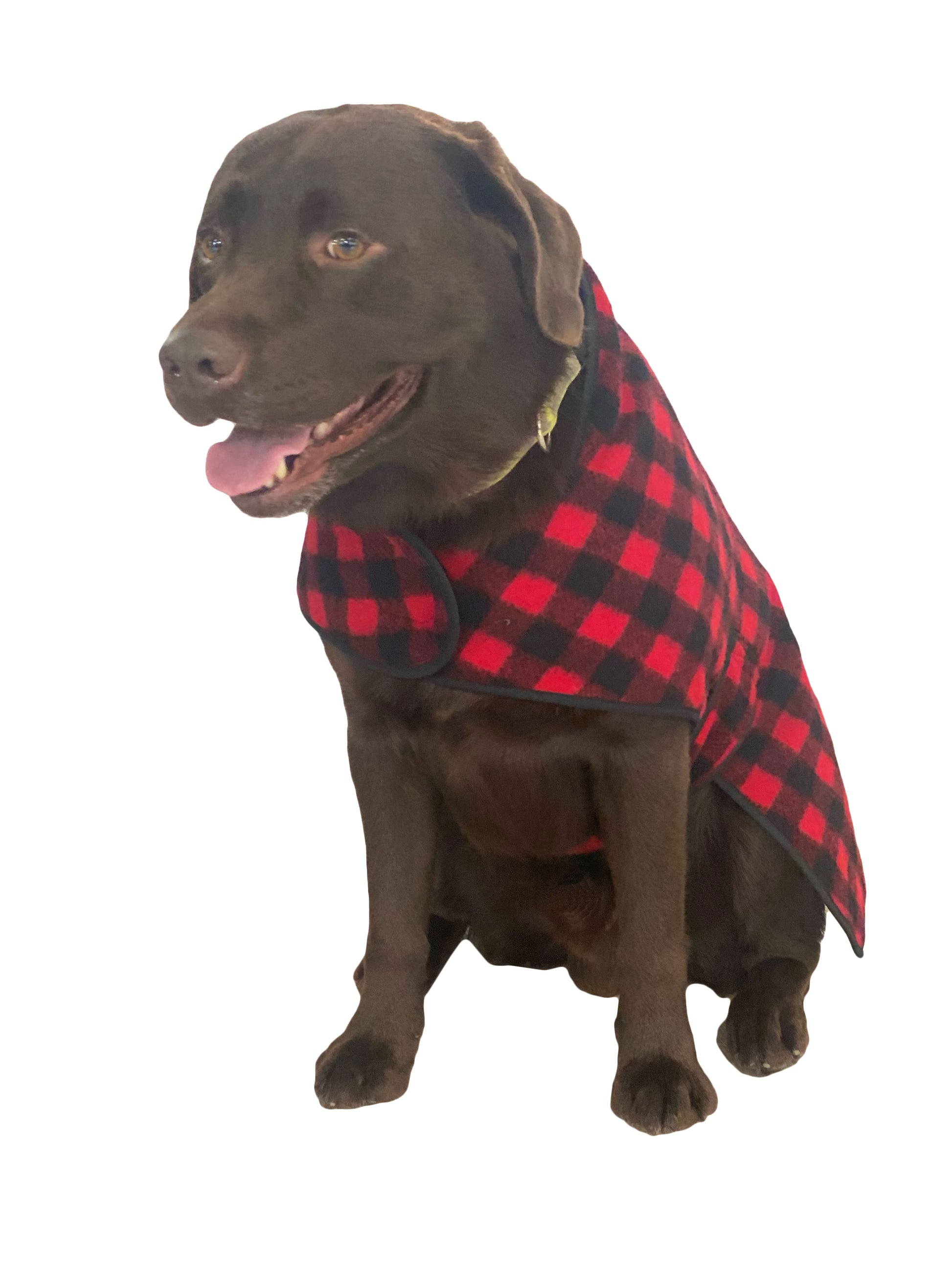 red and black buffalo check dog coat on chocolate lab
